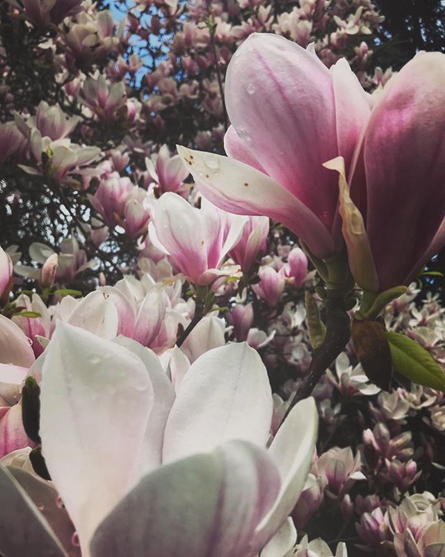 Taking a break to enjoy spring #magnoliatrees #mywifesfavorite